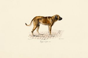 Mastiff by Jacques Christophe Werner