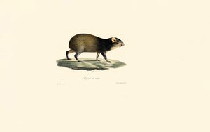 Mexican Porcupine by Jacques Christophe Werner