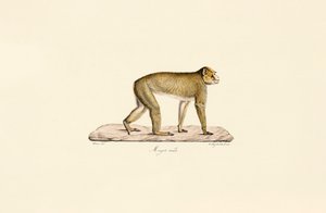 Moor Macaque by Jacques Christophe Werner