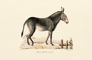 Mule by Jacques Christophe Werner