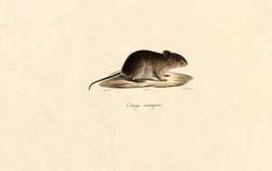 Namaqua Rock Mouse by Jacques Christophe Werner