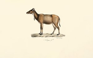 Nilgai Antelope by Jacques Christophe Werner