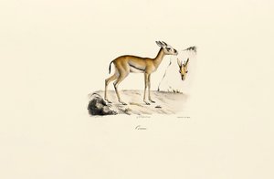 North African Gazelle by Jacques Christophe Werner
