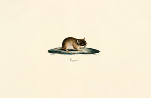 North African Gerbil by Jacques Christophe Werner