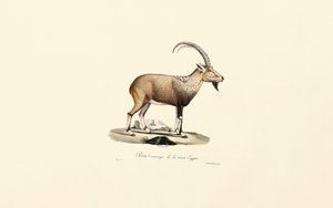 Nubian Ibex by Jacques Christophe Werner