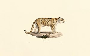 Ocelot by Jacques Christophe Werner
