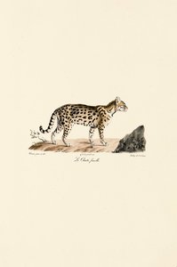 Female Ocelot