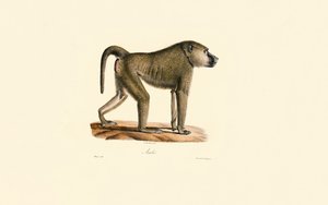 Olive Baboon by Jacques Christophe Werner
