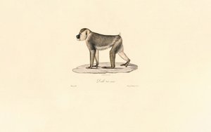 Olive Baboon