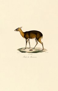 Philippine Spotted Deer by Jacques Christophe Werner