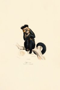 Pileated Gibbon by Jacques Christophe Werner