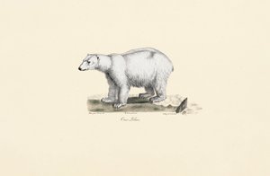 Polar Bear by Jacques Christophe Werner