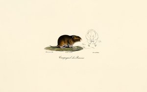 Prairie Vole by Jacques Christophe Werner