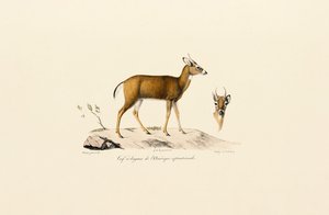 Pronghorn Antelope by Jacques Christophe Werner