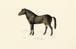 Przewalski