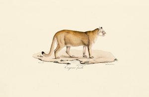 Puma, Female by Jacques Christophe Werner