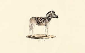 Quagga, Female by Jacques Christophe Werner
