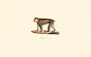 Red-faced Macaque