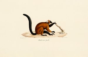 Red-fronted Lemur by Jacques Christophe Werner