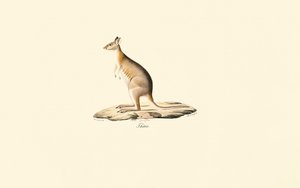 Red-necked Pademelon by Jacques Christophe Werner