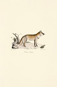 Red Fox by Jacques Christophe Werner