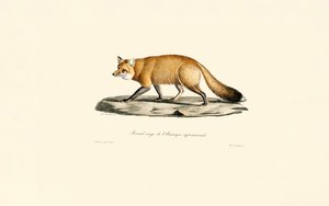 Red Fox by Jacques Christophe Werner