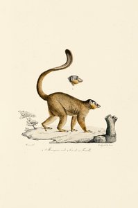 Red Ruffed Lemur Male and Female Head by Jacques Christophe Werner