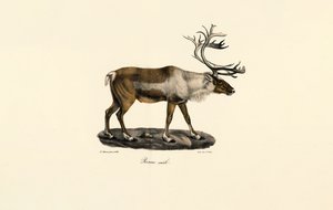 Reindeer (Male)