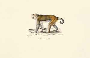 Rhesus Macaque