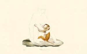 Rhesus Macaque Infant