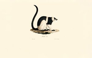 Ruffed Lemur