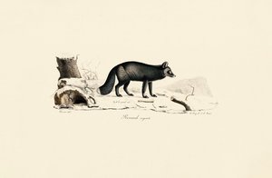 Silver Fox by Jacques Christophe Werner