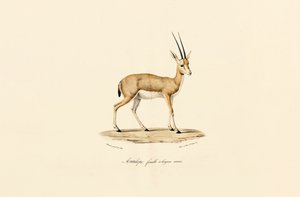 Slender-horned Gazelle, Female by Jacques Christophe Werner