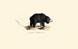 Sloth Bear by Jacques Christophe Werner