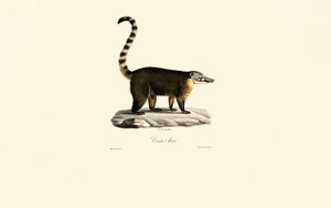 South American Coati by Jacques Christophe Werner