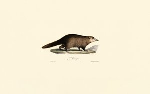 South American Coati by Jacques Christophe Werner