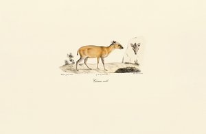 South American Deer Species by Jacques Christophe Werner