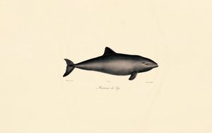 Southern Right Whale Dolphin