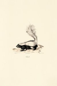 Striped Skunk