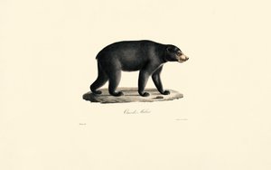 Sun Bear by Jacques Christophe Werner