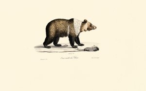 Syrian Brown Bear by Jacques Christophe Werner