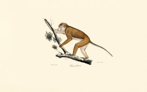 Tibetan Macaque by Jacques Christophe Werner