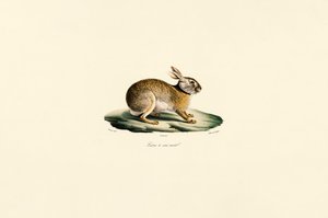 Tolai Hare by Jacques Christophe Werner