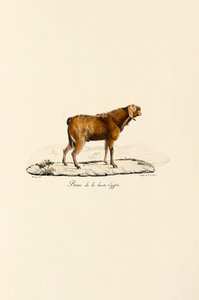 Upper Egyptian Goat Buck