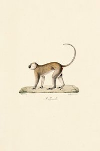 Vervet Monkey