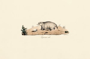 Virginia Opossum