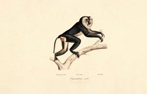 White-collared Mangabey (Male) by Jacques Christophe Werner