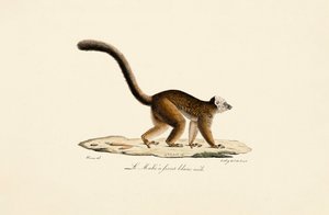 White-fronted Brown Lemur Male by Jacques Christophe Werner