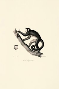 White-fronted Spider Monkey