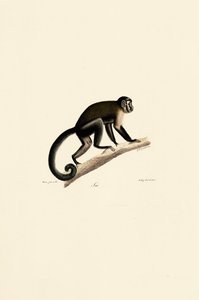 White-headed Capuchin